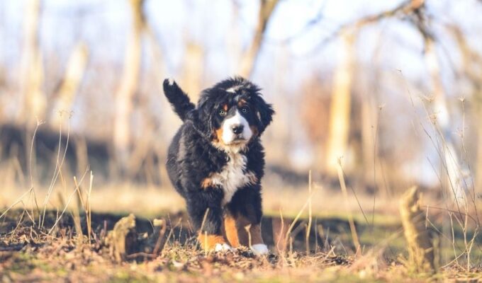 Cách chăm sóc chó núi Entlebucher con sơ sinh khi không có mẹ – Mẹo nuôi chó núi Entlebucher con sơ sinh hiệu quả