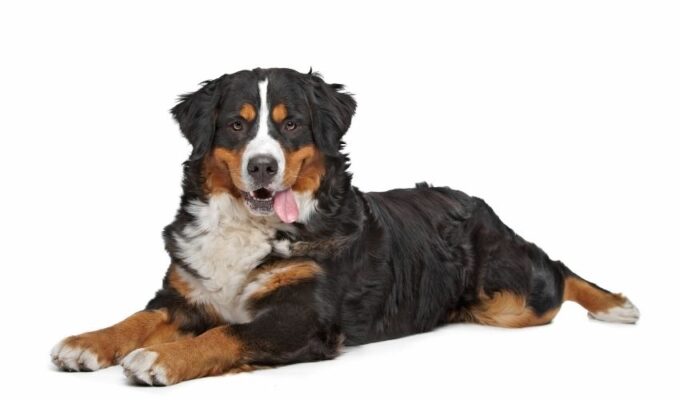 Giải đáp các thắc mắc khi chăm sóc chó con núi Entlebucher