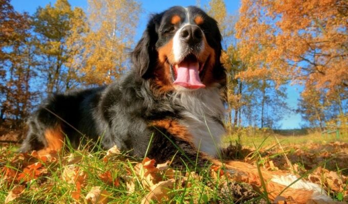 Cách chăm sóc lông cho chó núi Entlebucher: Bí quyết để chó luôn có bộ lông đẹp