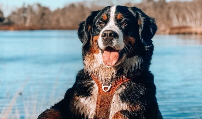 Cách Bổ Sung Canxi Cho Chó Núi Entlebucher: Hướng Dẫn Chi Tiết và Hiệu Quả