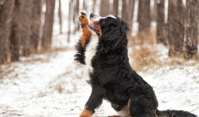 Những điều cần lưu ý khi chăm sóc chó núi Entlebucher