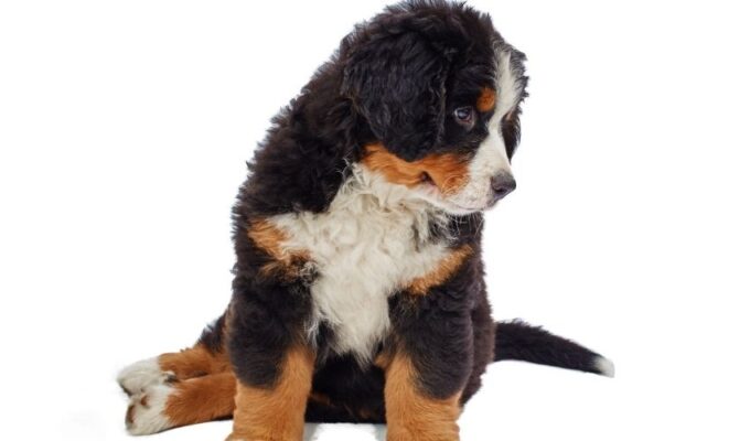 Những dấu hiệu chó núi Entlebucher đi ngoài cần phải biết để chăm sóc cho pet của bạn