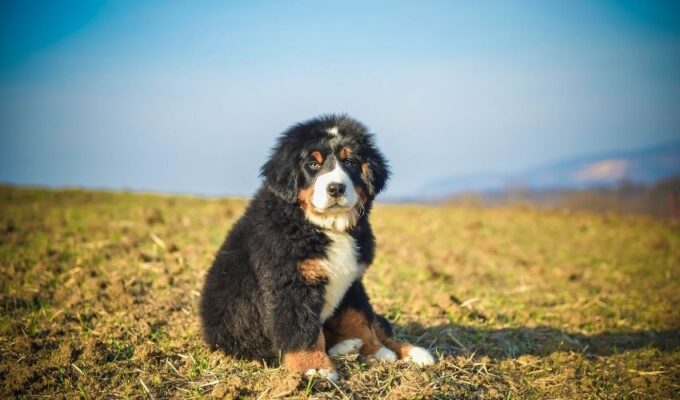 Những bí quyết chăm sóc vệ sinh chó núi Entlebucher dễ dàng_hiểu quả