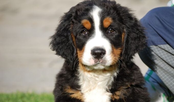 Top 10 đồ dùng nuôi chó núi Entlebucher cần phải có trong nhà: Hướng dẫn mua sắm hiệu quả