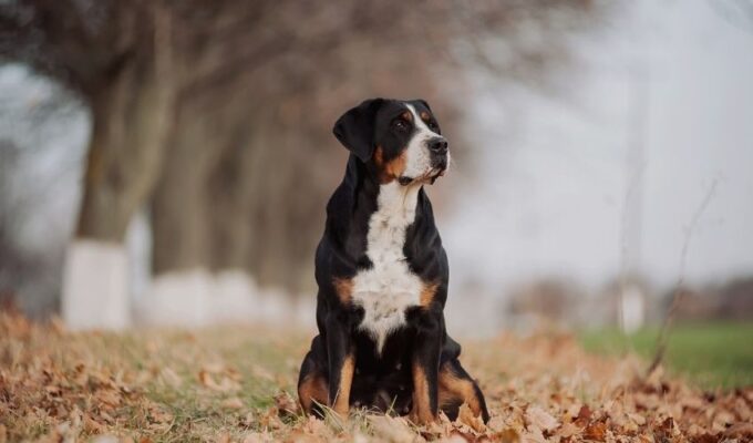 Biểu hiện và cách phòng tránh tiêu chảy cho chó núi Entlebucher