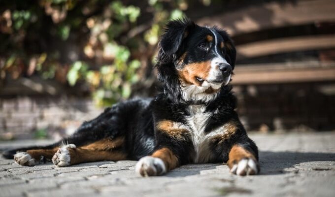 Nuôi chó núi Entlebucher: Chi phí nuôi và chăm sóc chó núi Entlebucher có tốn kém không?