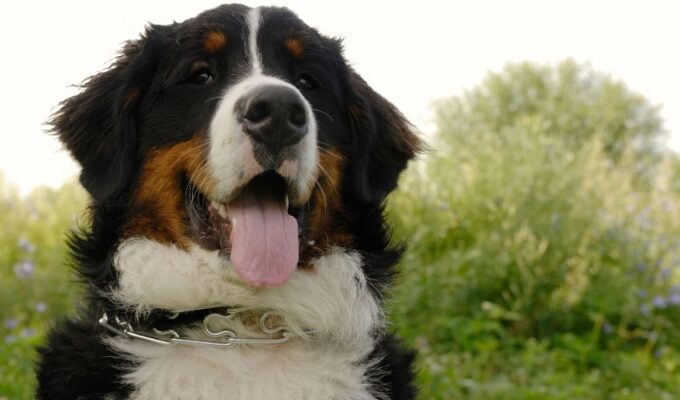 Cách phòng và trị bệnh béo phì ở chó núi Entlebucher: Những phương pháp hiệu quả