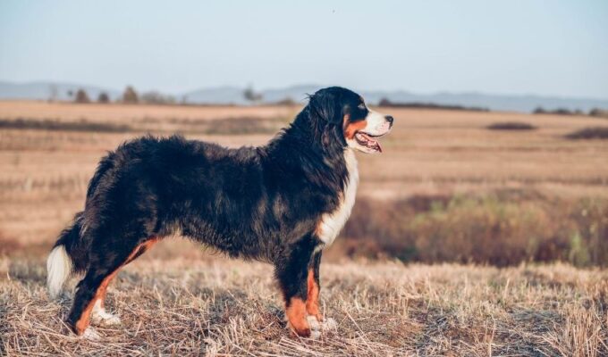 Cách nuôi chó núi Entlebucher con an toàn với thức ăn không gây ngộ độc