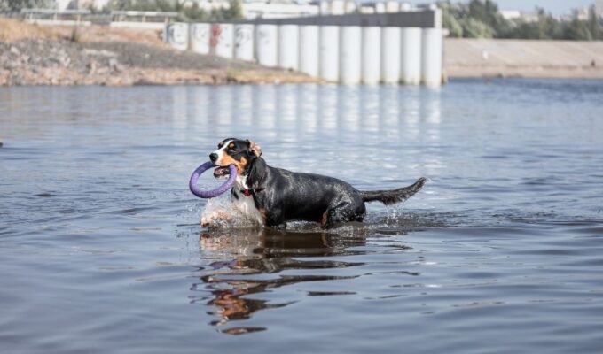 10 bước kiểm tra sức khỏe trước khi nuôi chó núi Entlebucher