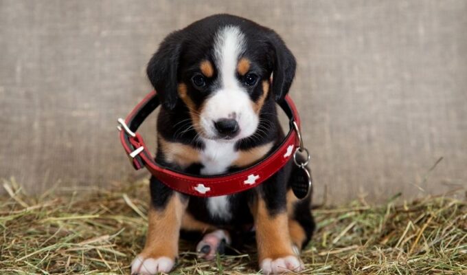 Tác hại của việc nuôi chó núi Entlebucher mà bạn cần biết: Những điều quan trọng cần biết trước khi chăm sóc chó