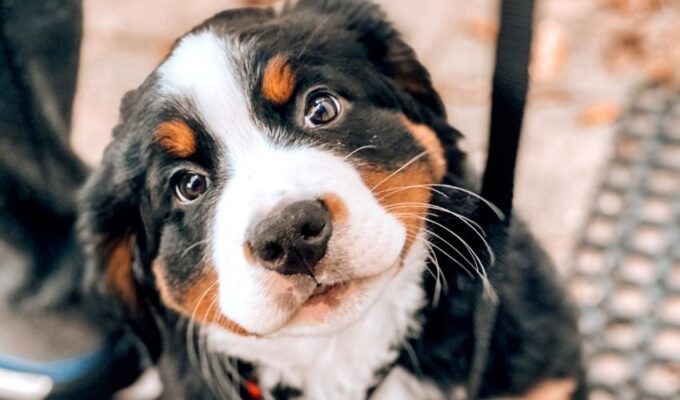 Bí quyết chăm sóc núi Entlebucher con từ khi còn nhỏ: 5 điều cần biết