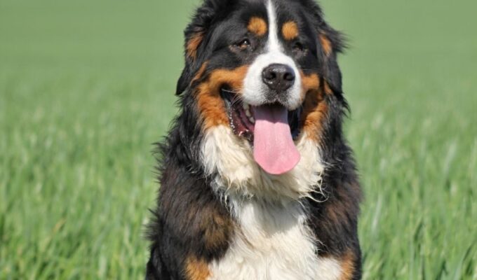 5 lý do vì sao bạn nên nuôi chó núi Entlebucher