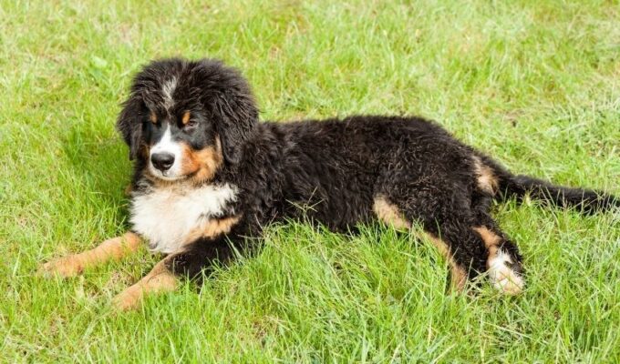 Những điều cần biết khi huấn luyện chó núi Entlebucher: Những vấn đề quan trọng không thể bỏ qua