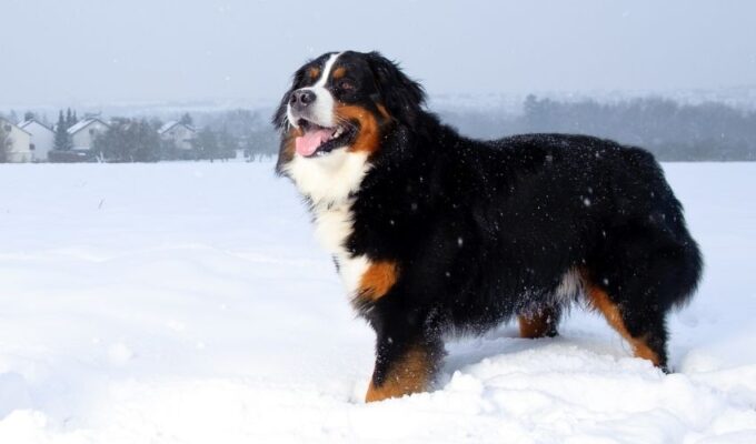 Cách chăm sóc và cắt tỉa lông cho chó núi Entlebucher một cách đẹp nhất