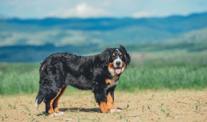 Cách phòng và điều trị bệnh tim mạch ở chó núi Entlebucher: Bí quyết chăm sóc sức khỏe cho thú cưng