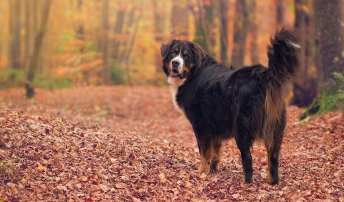 Những loại thức ăn phù hợp cho chó núi Entlebucher: Đầy đủ những gì?