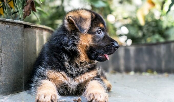 Cẩm nang nuôi chó núi Entlebucher tại nhà: Bí quyết chăm sóc và huấn luyện cho chó núi Entlebucher