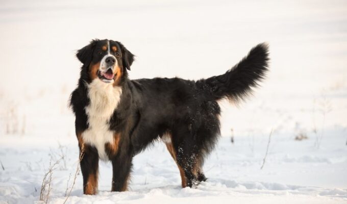 5 kinh nghiệm quan trọng để nuôi chó núi Entlebucher từ nhỏ đến lớn