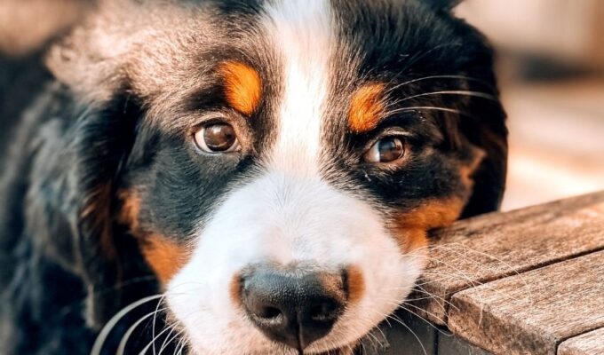 Thông tin về chó núi Entlebucher: một năm đẻ bao nhiêu lứa?