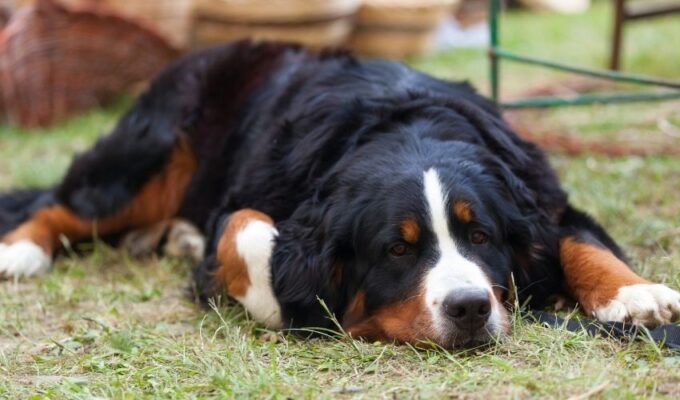 Cách chăm sóc chó núi Entlebucher mang thai hiệu quả