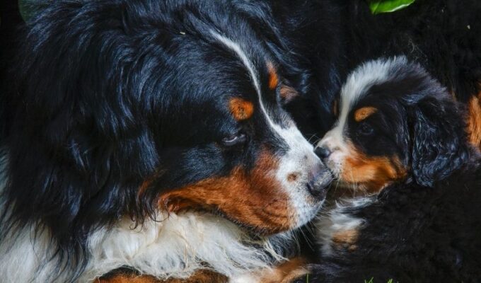 Tại sao chó núi Entlebucher kén ăn và cách xử lý hiệu quả